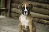 processed/a8691734-ec5d-4cae-919c-f7c884b6b56d/listing/083b7fc4-81b9-4905-bc23-223d4fb632c6/e524a61a-3e62-4cad-8bc8-0c91758f9329