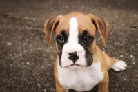 Rex, a male Boxer for sale in Shipshewana, IN – 3 of 9