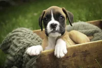 Scott, a male Boxer for sale in Shipshewana, IN – 4 of 10