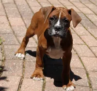 Atticus, a male Boxer for sale in Shipshewana, IN – 3 of 9