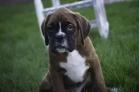 Beck, a male Boxer for sale in Shipshewana, IN – Photo 2 of 7