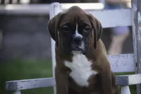 Beck, a male Boxer for sale in Shipshewana, IN – Photo 4 of 7
