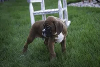 Beck, a male Boxer for sale in Shipshewana, IN – Photo 6 of 7