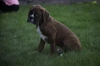 Beck, a male Boxer for sale in Shipshewana, IN – Photo 5 of 7