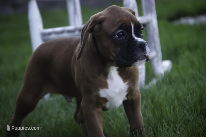 Beck – Boxer puppy for sale in Shipshewana, IN