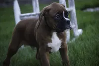 Beck, a male Boxer for sale in Shipshewana, IN – Photo 1 of 7