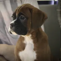 Tracy, a female Boxer for sale in Shipshewana, IN – Photo 5 of 9