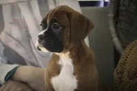 processed/a8691734-ec5d-4cae-919c-f7c884b6b56d/listing/0c6ebd77-513b-4203-ae42-b5bb78dfe718/0cfc51e9-7de2-44c0-8742-ebff76208f13