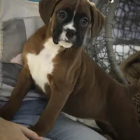 Tracy, a female Boxer for sale in Shipshewana, IN – Photo 7 of 9