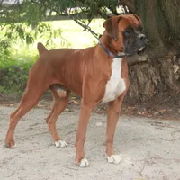Tracy, a female Boxer for sale in Shipshewana, IN – Photo 9 of 9