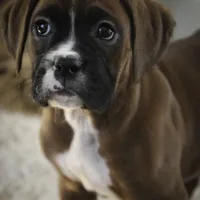 Tracy, a female Boxer for sale in Shipshewana, IN – Photo 4 of 9