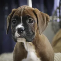 Tracy, a female Boxer for sale in Shipshewana, IN – Photo 1 of 9