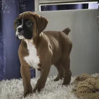 Tracy, a female Boxer for sale in Shipshewana, IN – Photo 2 of 9