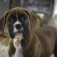 Tracy, a female Boxer for sale in Shipshewana, IN – Photo 3 of 9