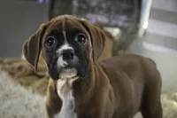 processed/a8691734-ec5d-4cae-919c-f7c884b6b56d/listing/0c6ebd77-513b-4203-ae42-b5bb78dfe718/ce3ad684-d476-4fc1-8acb-d235c7a2dfe6