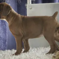 Tracy, a female Boxer for sale in Shipshewana, IN – Photo 8 of 9