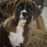 Tracy, a female Boxer for sale in Shipshewana, IN – Photo 6 of 9