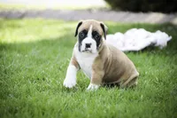 Jewel, a female Boxer for sale in Shipshewana, IN – Photo 5 of 9