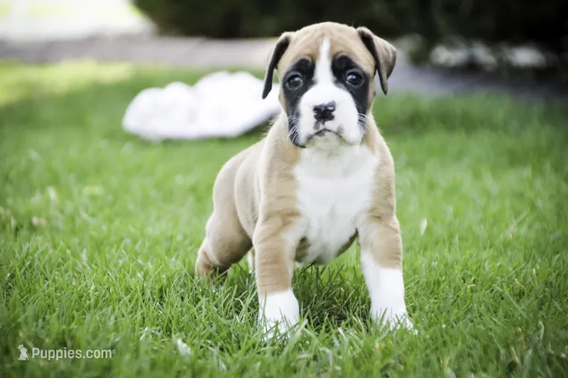 Jewel – Boxer puppy for sale in Shipshewana, IN