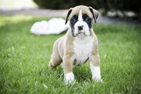 Jewel, a female Boxer for sale in Shipshewana, IN – Photo 1 of 9