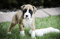 Jewel, a female Boxer for sale in Shipshewana, IN – Photo 4 of 9