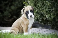 Jewel, a female Boxer for sale in Shipshewana, IN – Photo 6 of 9