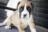 Jewel, a female Boxer for sale in Shipshewana, IN – Photo 2 of 9