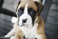 Jewel, a female Boxer for sale in Shipshewana, IN – Photo 3 of 9