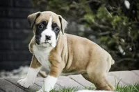 Jewel, a female Boxer for sale in Shipshewana, IN – Photo 7 of 9