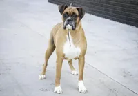 Jewel, a female Boxer for sale in Shipshewana, IN – Photo 9 of 9