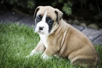 Jewel, a female Boxer for sale in Shipshewana, IN – Photo 8 of 9