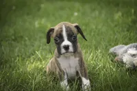 Rhett, a male Boxer for sale in Shipshewana, IN – 3 of 6
