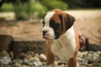 Burke, a male Boxer for sale in Shipshewana, IN – 3 of 8