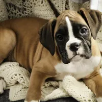 Harper, a female Boxer for sale in Shipshewana, IN – Photo 5 of 10