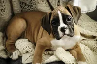 processed/a8691734-ec5d-4cae-919c-f7c884b6b56d/listing/10acbb01-b379-4a68-a8dd-41562a1eb375/2e8e92b4-fbc2-4922-b001-f15d2134a184