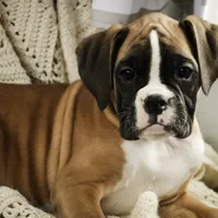 Harper, a female Boxer for sale in Shipshewana, IN – Photo 8 of 10