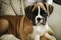 processed/a8691734-ec5d-4cae-919c-f7c884b6b56d/listing/10acbb01-b379-4a68-a8dd-41562a1eb375/656b1fc6-bac1-421a-948c-c61c51f65994