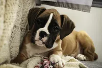 processed/a8691734-ec5d-4cae-919c-f7c884b6b56d/listing/10acbb01-b379-4a68-a8dd-41562a1eb375/716c94df-495b-4db5-8866-253f15e16204