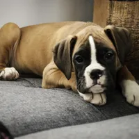Harper, a female Boxer for sale in Shipshewana, IN – Photo 7 of 10