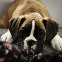 Harper, a female Boxer for sale in Shipshewana, IN – Photo 1 of 10