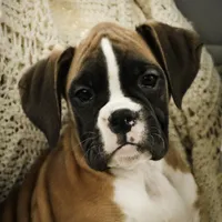 Harper, a female Boxer for sale in Shipshewana, IN – Photo 2 of 10