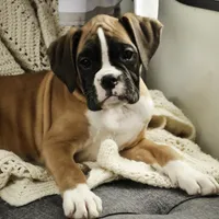 Harper, a female Boxer for sale in Shipshewana, IN – Photo 6 of 10