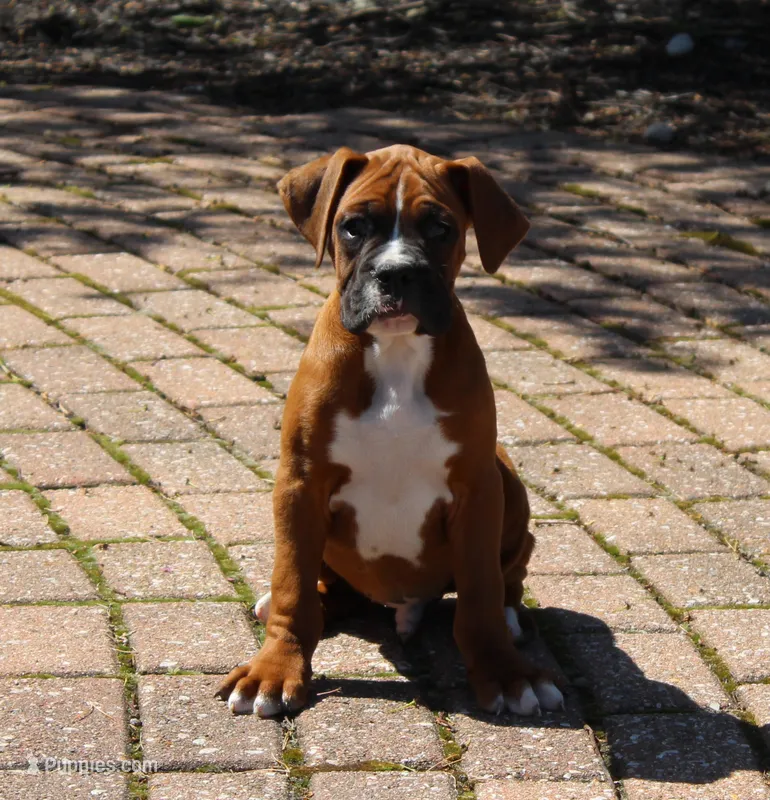 Atticus – Boxer puppy for sale in Shipshewana, IN