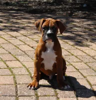 Atticus, a male Boxer for sale in Shipshewana, IN – 1 of 9