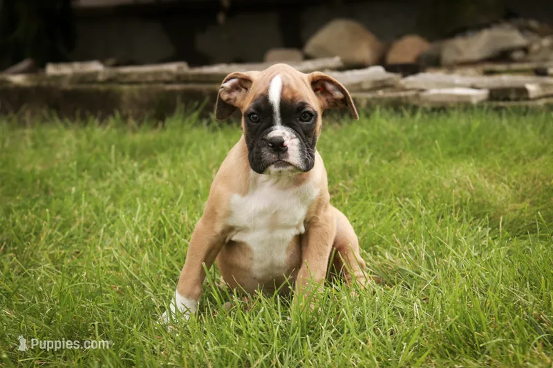 Huck – Boxer puppy for sale in Shipshewana, IN