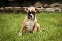 Huck, a male Boxer for sale in Shipshewana, IN – 1 of 6