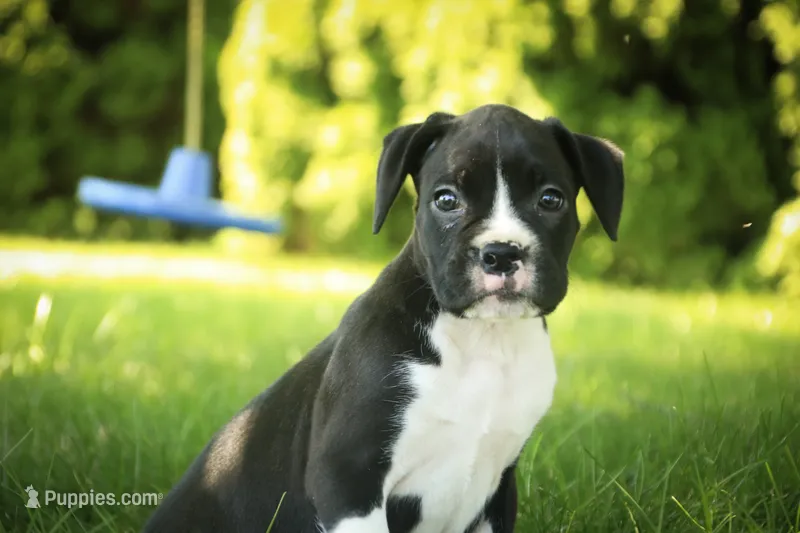 Leo – Boxer puppy for sale in Shipshewana, IN