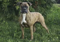 Leo, a male Boxer for sale in Shipshewana, IN – 6 of 9