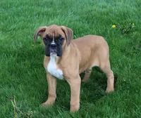 Felicia, a female Boxer for sale in Shipshewana, IN – Photo 2 of 5