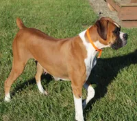 Felicia, a female Boxer for sale in Shipshewana, IN – Photo 5 of 5